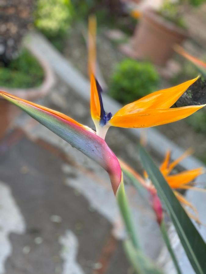 Vila Casaale Anacapri  Exteriér fotografie